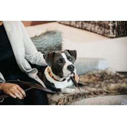 Handgefertigte Perlen-Hundehalsband Kentucky Reines Orange