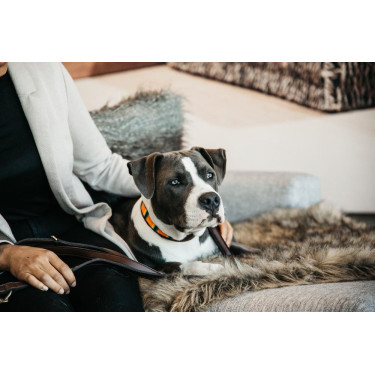Handgefertigte Perlen-Hundehalsband Kentucky Reines Orange