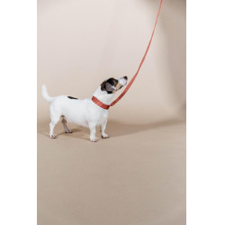 Jacquard-Hundehalsband Kentucky Terrakotta Orange Jacquard-Hundehalsband Kentucky Terrakotta Orange