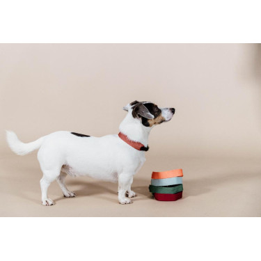 Jacquard-Hundehalsband Kentucky Jacquard-Hundehalsband Kentucky