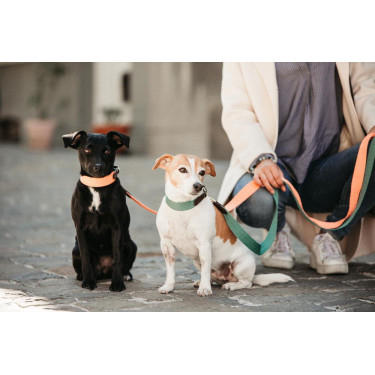 Jacquard-Hundehalsband Kentucky Neonorange