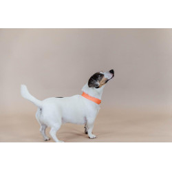 Jacquard-Hundehalsband Kentucky Neonorange