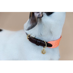 Jacquard-Hundehalsband Kentucky Neonorange