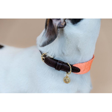 Jacquard-Hundehalsband Kentucky Neonorange