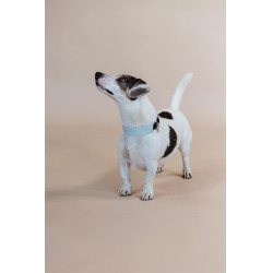 Jacquard-Hundehalsband Kentucky Hellblau