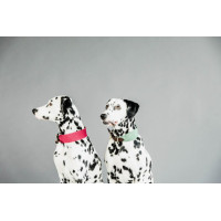 Jacquard-Hundehalsband Kentucky Terrakotta Orange Jacquard-Hundehalsband Kentucky Terrakotta Orange