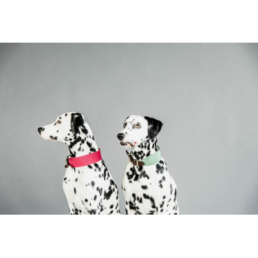Jacquard-Hundehalsband Kentucky Olivgrün Gr&amp;amp;amp;amp;amp;amp;amp;amp;uuml;n