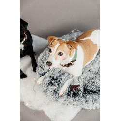 Jacquard-Hundehalsband Kentucky Olivgrün Gr&amp;amp;amp;amp;amp;amp;amp;amp;uuml;n