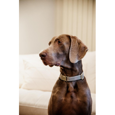 Collier pour chien Pied-de-poule Kentucky Beige