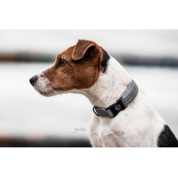 Hundehalsband Reflektierend Kentucky
