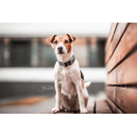 Hundehalsband Reflektierend Kentucky Silber