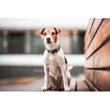 Hundehalsband Reflektierend Kentucky Silber Hundehalsband Reflektierend Kentucky Silber