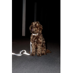 Hundehalsband Reflektierend Kentucky Silber Hundehalsband Reflektierend Kentucky Silber