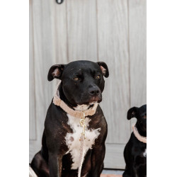 Collier pour chien Teddy Fleece Kentucky Beige