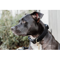 new Tannengrün Gr&uuml;n