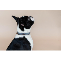 Hundehalsband Triangle Kentucky Hundehalsband Triangle Kentucky