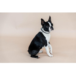 Hundehalsband Triangle Kentucky Hundehalsband Triangle Kentucky