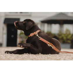 Hundehalsband Vegan Leather Kentucky