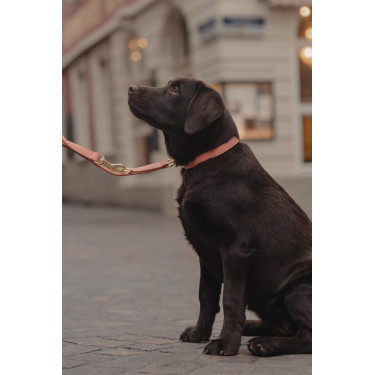 Hundehalsband Vegan Leather Kentucky Hundehalsband Vegan Leather Kentucky