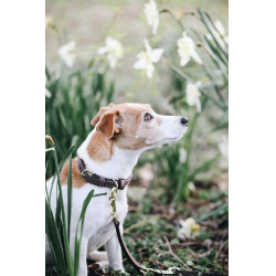 Hundehalsband Velvet Leather Kentucky