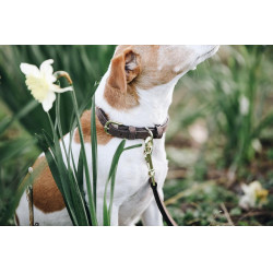 Hundehalsband Velvet Leather Kentucky Braun