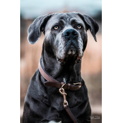 Hundehalsband Velvet Leather Kentucky Braun