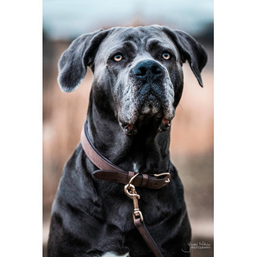 Hundehalsband Velvet Leather Kentucky Hundehalsband Velvet Leather Kentucky