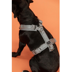 Harnais pour chien Active Reflective Kentucky Argent