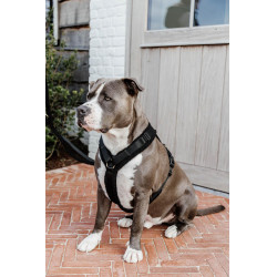 Hundegeschirr Active Teddy Fleece Kentucky Hundegeschirr Active Teddy Fleece Kentucky