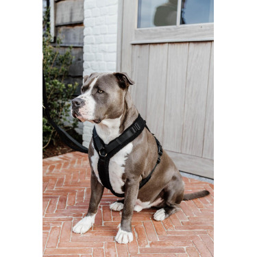 Hundegeschirr Active Teddy Fleece Kentucky Hundegeschirr Active Teddy Fleece Kentucky