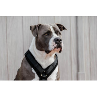 Harnais pour chien Active Teddy Fleece Kentucky Beige