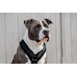 Hundegeschirr Active Teddy Fleece Kentucky Hundegeschirr Active Teddy Fleece Kentucky