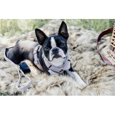 Harnais pour chien Active Velvet Kentucky Beige Harnais pour chien Active Velvet Kentucky Beige