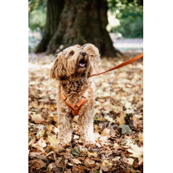 Harnais pour chien Active Velvet Kentucky Orange