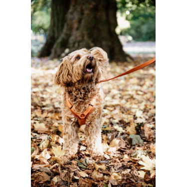 Harnais pour chien Active Velvet Kentucky Orange