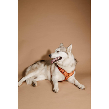 Harnais pour chien Active Velvet Kentucky Orange