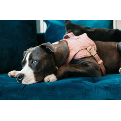 Hundegeschirr Body Safe Wool Kentucky Hundegeschirr Body Safe Wool Kentucky