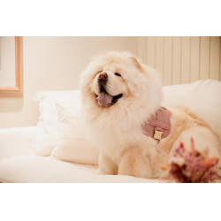 Hundegeschirr Body Safe Wool Kentucky Hundegeschirr Body Safe Wool Kentucky