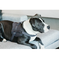 Hundegeschirr Body Safe Wool Kentucky Grau