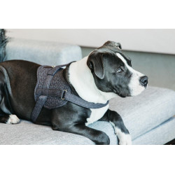 Hundegeschirr Body Safe Wool Kentucky Grau Hundegeschirr Body Safe Wool Kentucky Grau