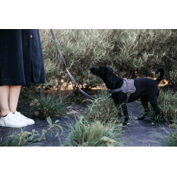 Hundegeschirr Body Safe Wool Kentucky Grau Hundegeschirr Body Safe Wool Kentucky Grau