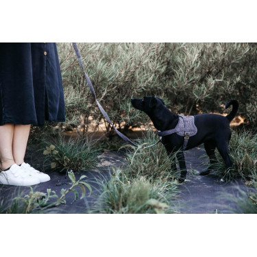 Hundegeschirr Body Safe Wool Kentucky Grau Hundegeschirr Body Safe Wool Kentucky Grau