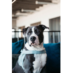 Hundegeschirr Body Safe Wool Kentucky Hellblau