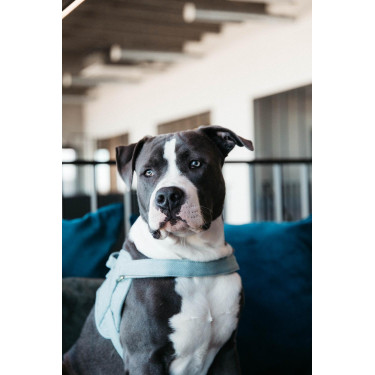 Hundegeschirr Body Safe Wool Kentucky Hellblau