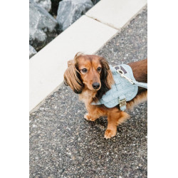 Hundegeschirr Body Safe Wool Kentucky Hellblau