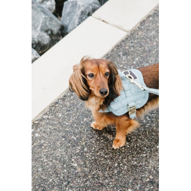 Hundegeschirr Body Safe Wool Kentucky Hellblau