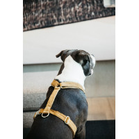 new Altrosa new Altrosa