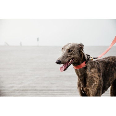 Jacquard-Hundeleine Kentucky Terrakotta Orange Jacquard-Hundeleine Kentucky Terrakotta Orange