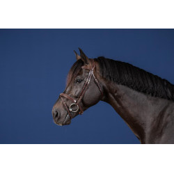 Kombiniertes Reithalfter US Collection by Dy'on