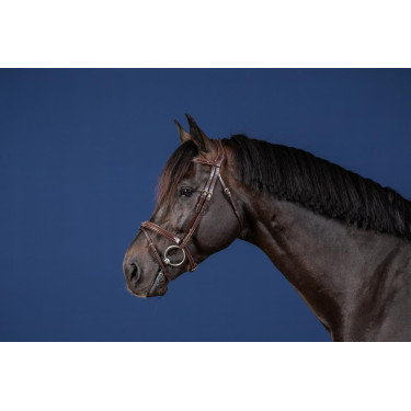 Kombiniertes Reithalfter US Collection by Dy'on